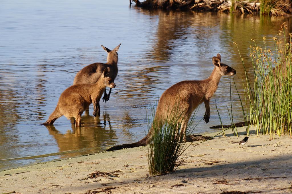 Nrma Myall Shores Holiday Park Bulahdelah Ngoại thất bức ảnh